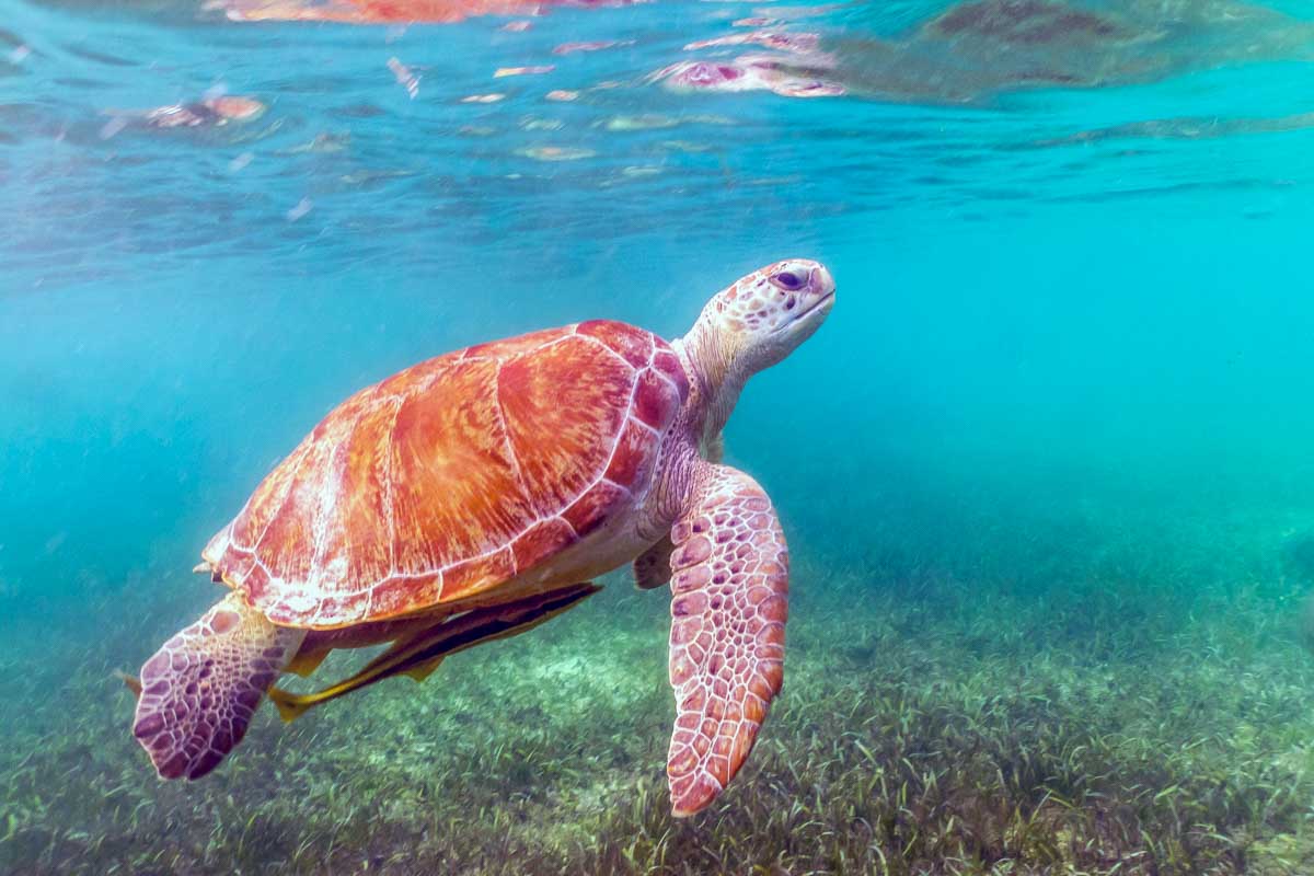 Swimming with turtles on a sailboat tour to Isla Mujeres from Akumal , Mexico