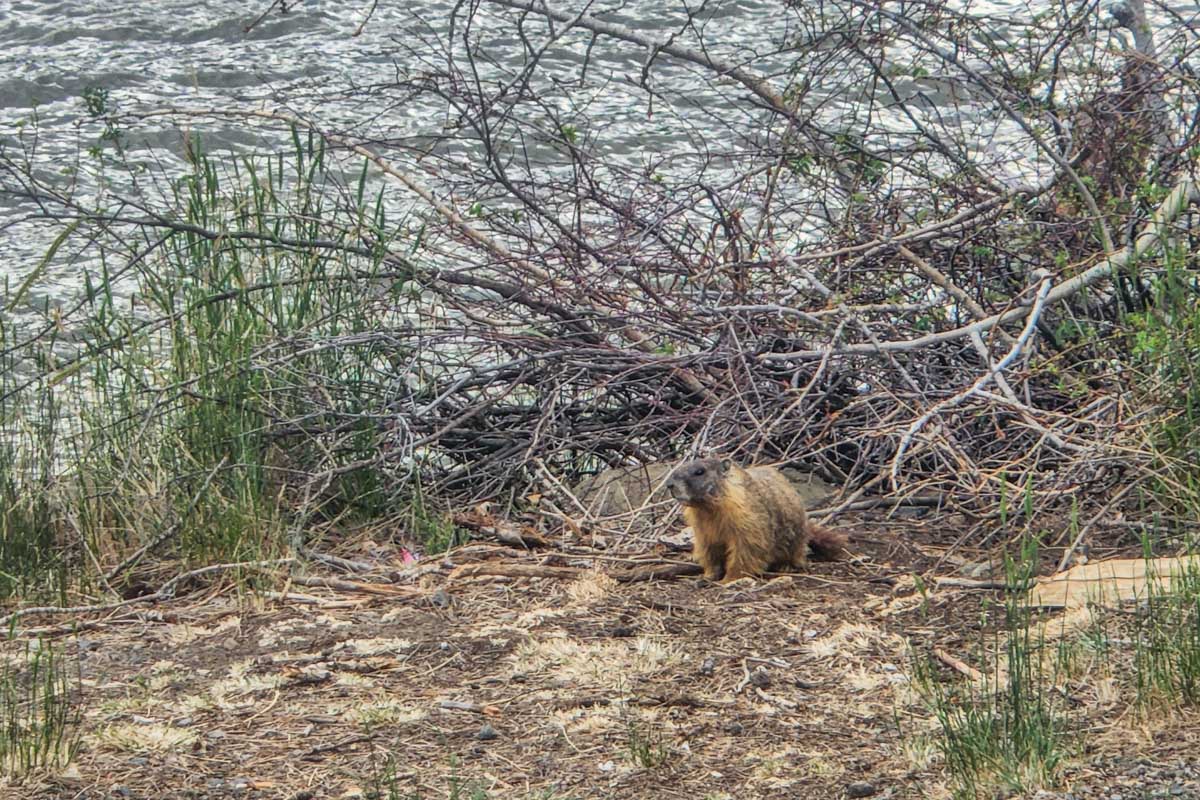 A Marmot at McArthur Island Park