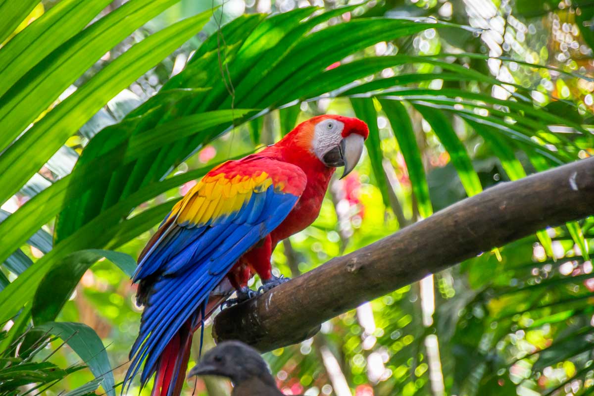 A bird at Aluxes Palenque, Mexico