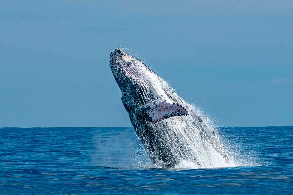A humpback whale jumps from the water off the coast of Busselton, Australia