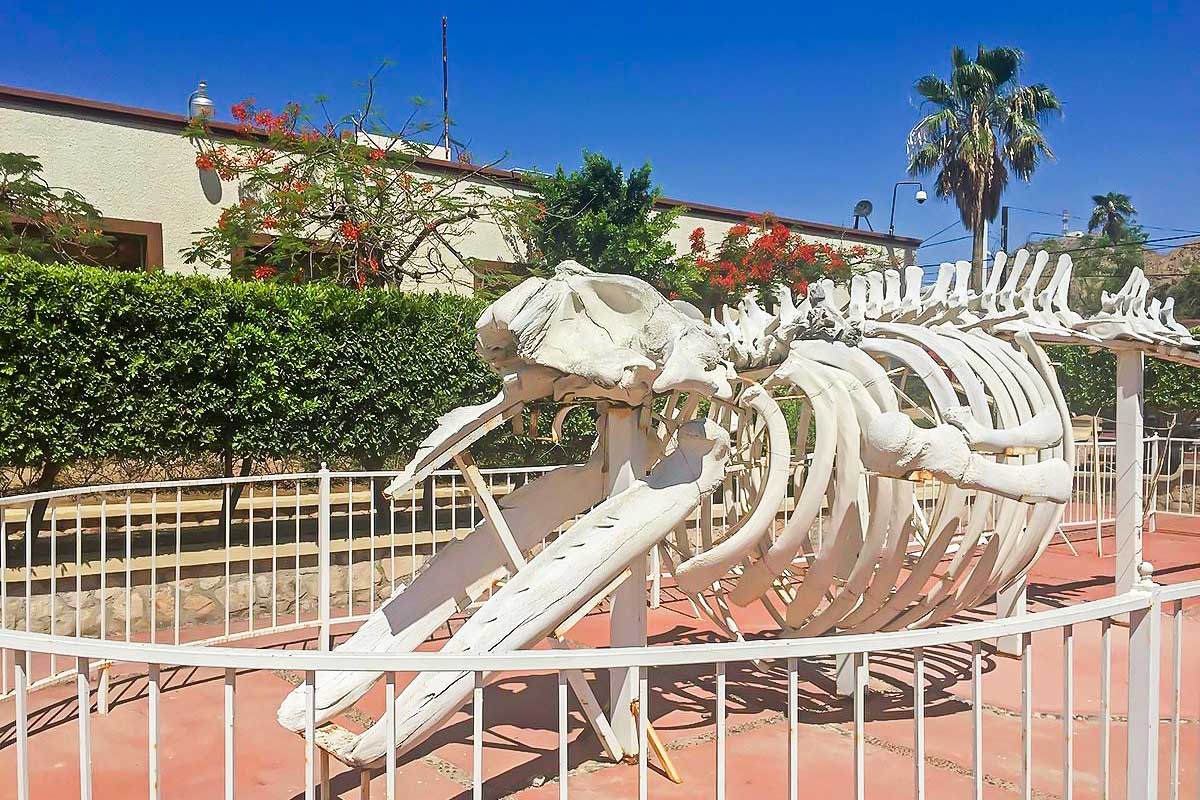 A dinosaur skeleton at the Museum of Natural History in Cabo San Lucas