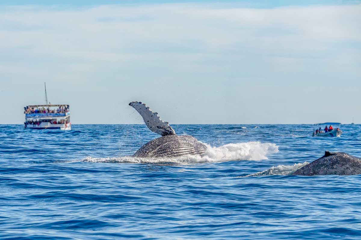 A whale breaches the water on a whale watching tour Cabo San Lucas