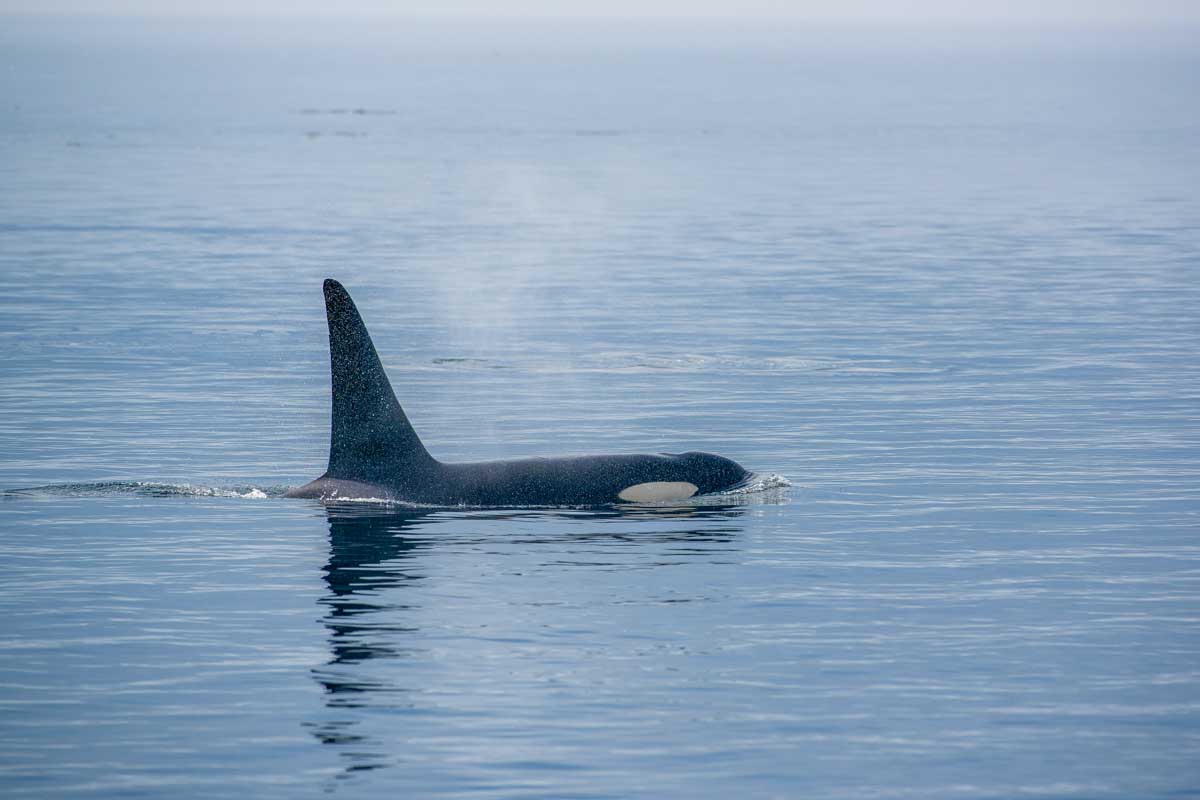 An Orca in Howe Sound on a Sea to Sky afternoon cruise