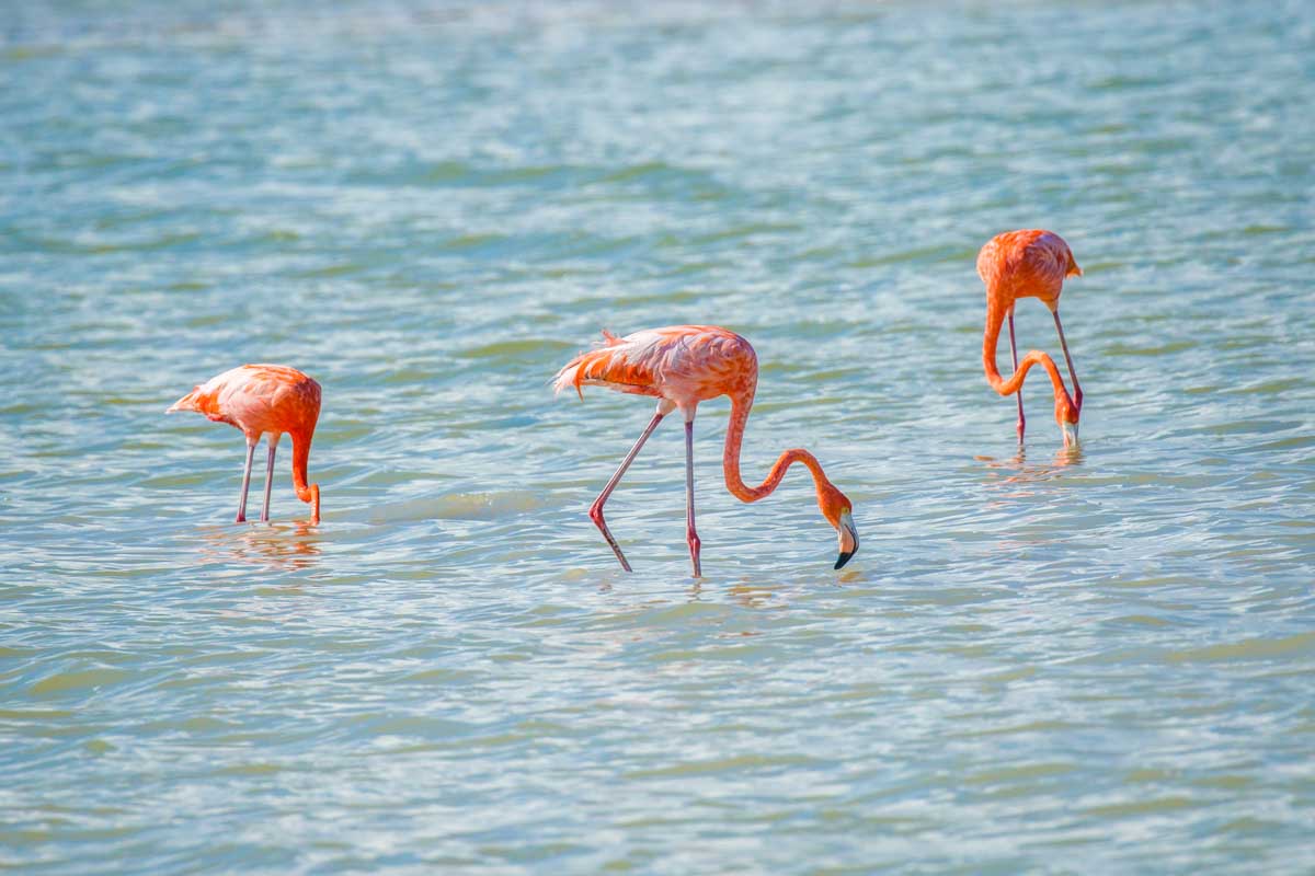 Flamingoes at Ria Celestun Biosphere Reserve near Merida, Mexico