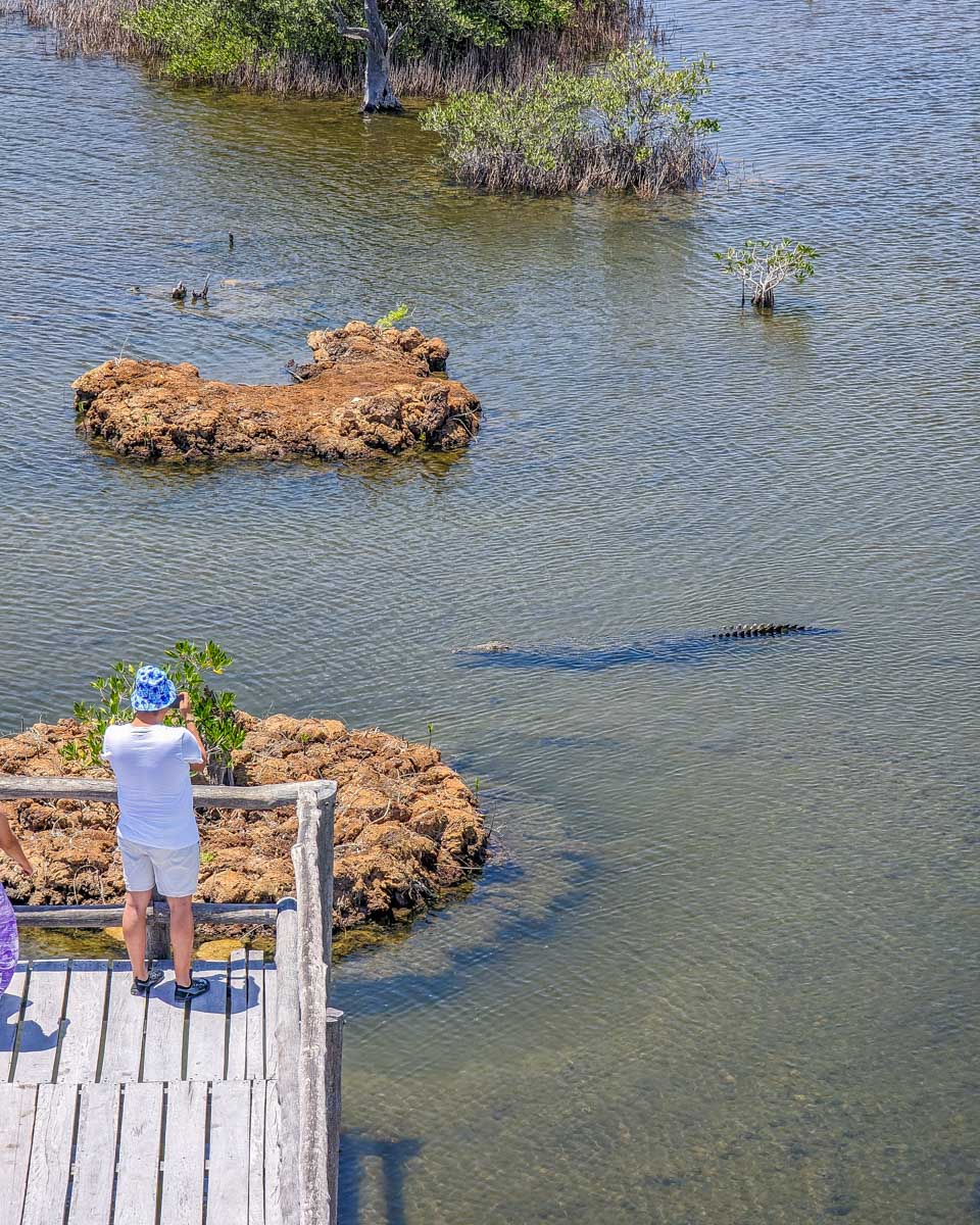 A crocodile swims past Punto de Vista on Punta Sur Eco Beach Park, Cozumel, Mexico