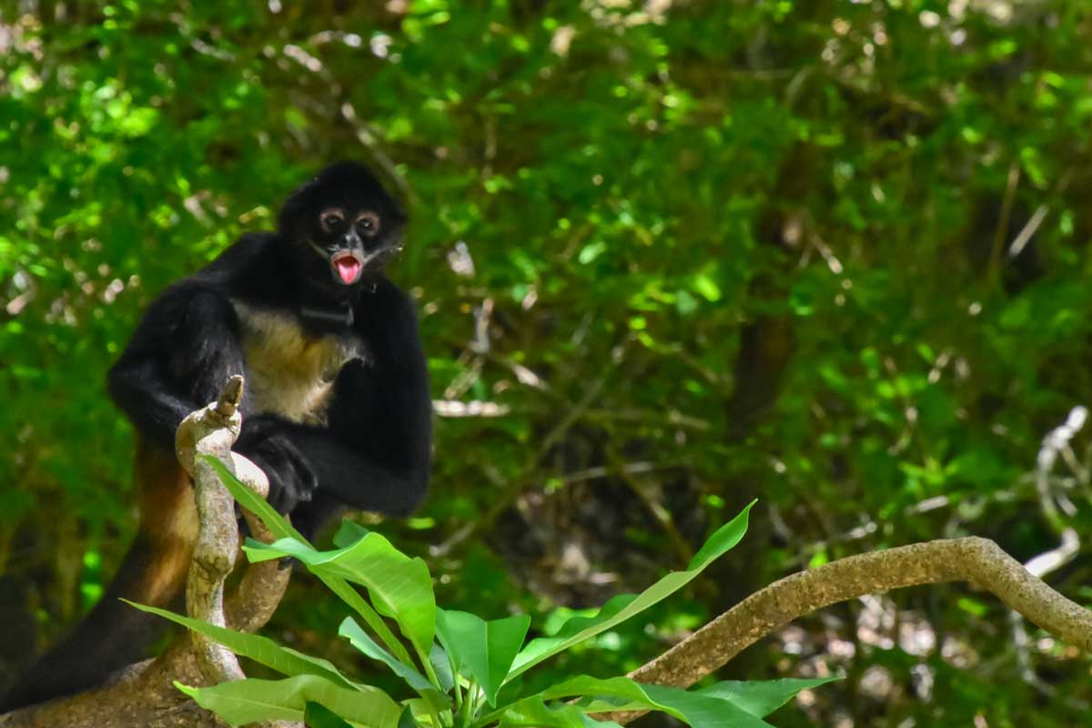 A spider monkey at JardÃn Botanico Dr. Alfredo Barrera MarÃn , Puerto Morelos