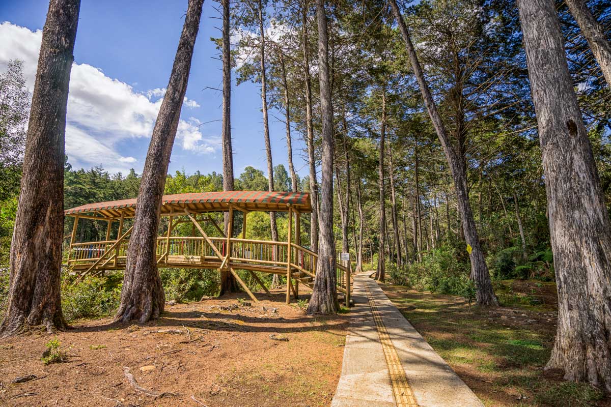 A trail in Parque Arvi, Medellin, Colombia