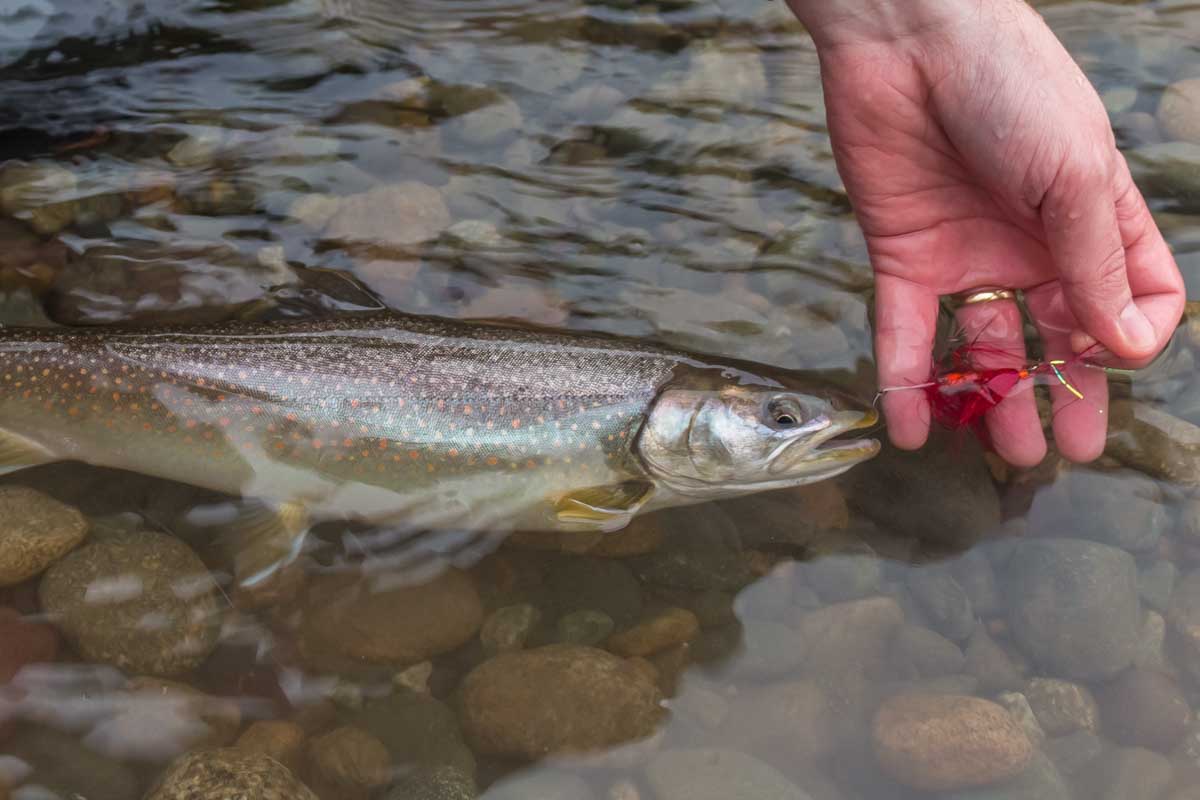A trout in the lake while fishing on Vancouver Island