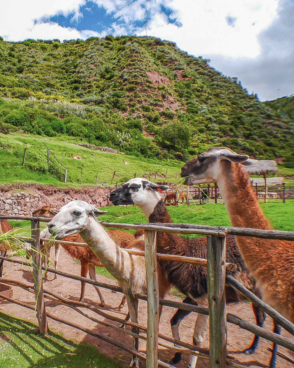 Awana Kancha llamas