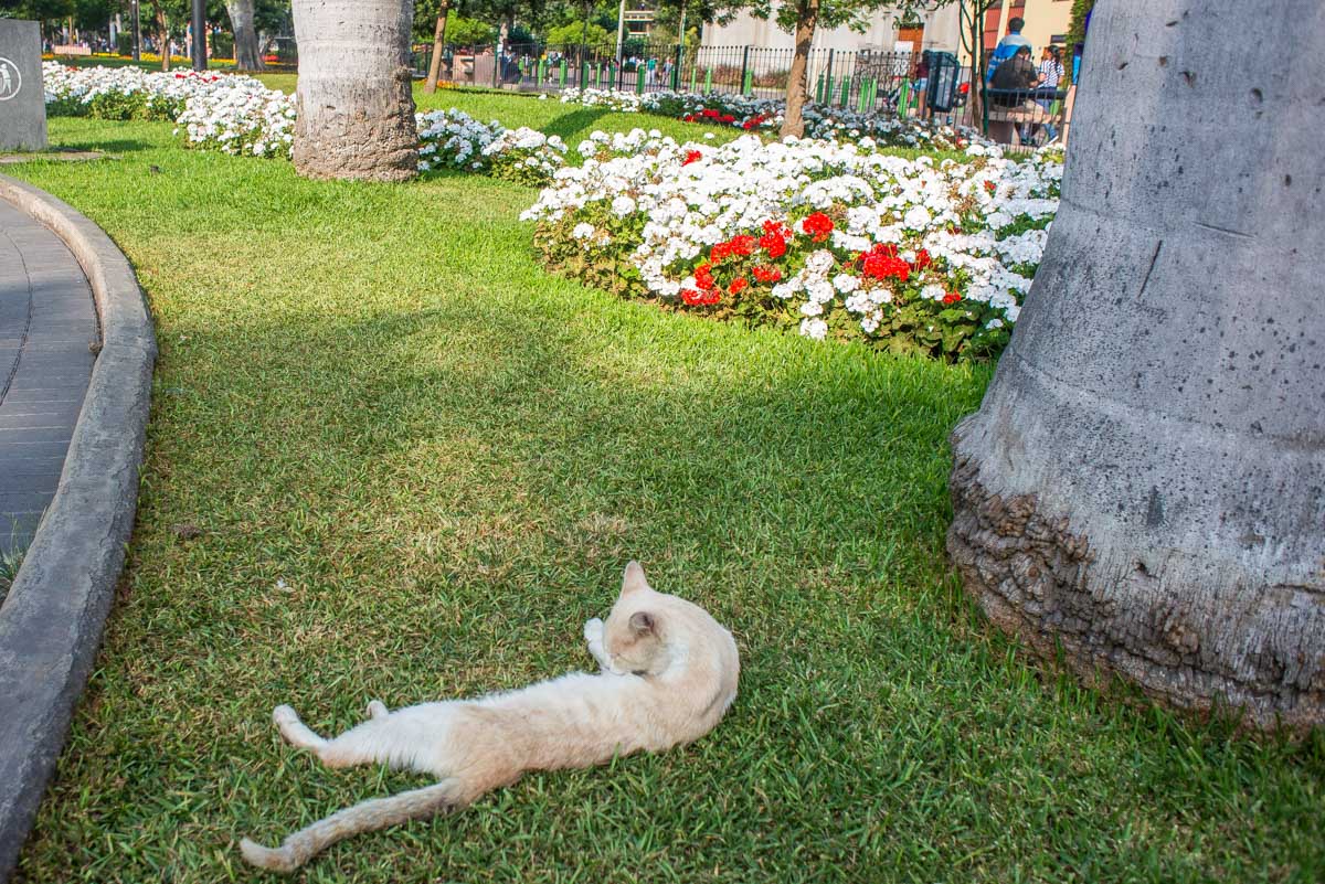 A cat relaxes in Kennedy Park in the center of Lima, Peru