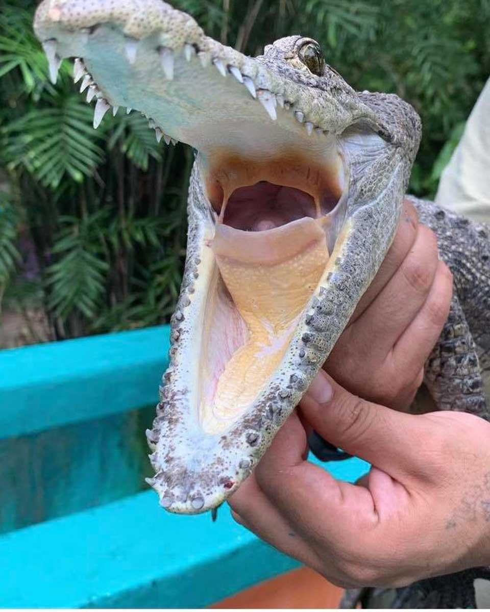 Croco Cun Zoo Puerto Morelos