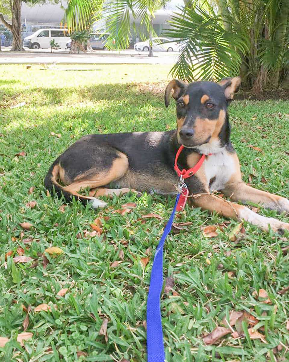A dog from Refugio Animal Holbox going for a walk with a volunteer 