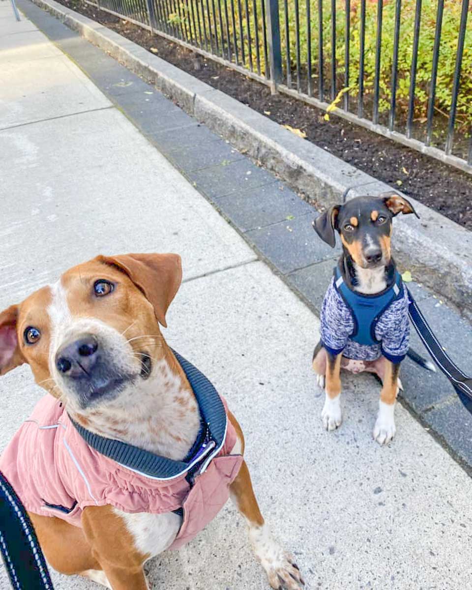 Two dogs going for a walk with Refugio Animal Holbox