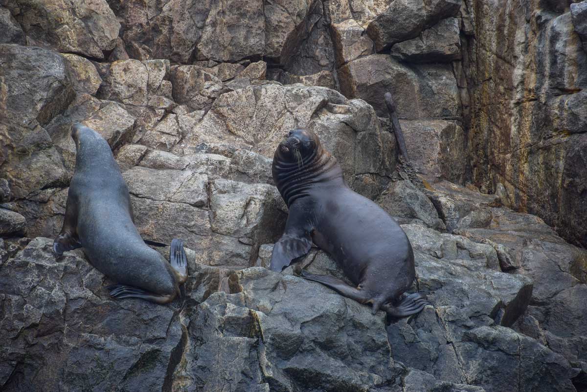 Seals on the Ballestas Island (Poor Man’s Galapagos) in Peru