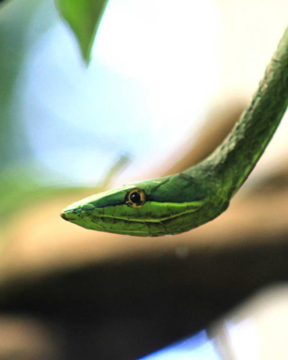 Snake at Croco Cun Zoo Puerto Morelos, Mexico