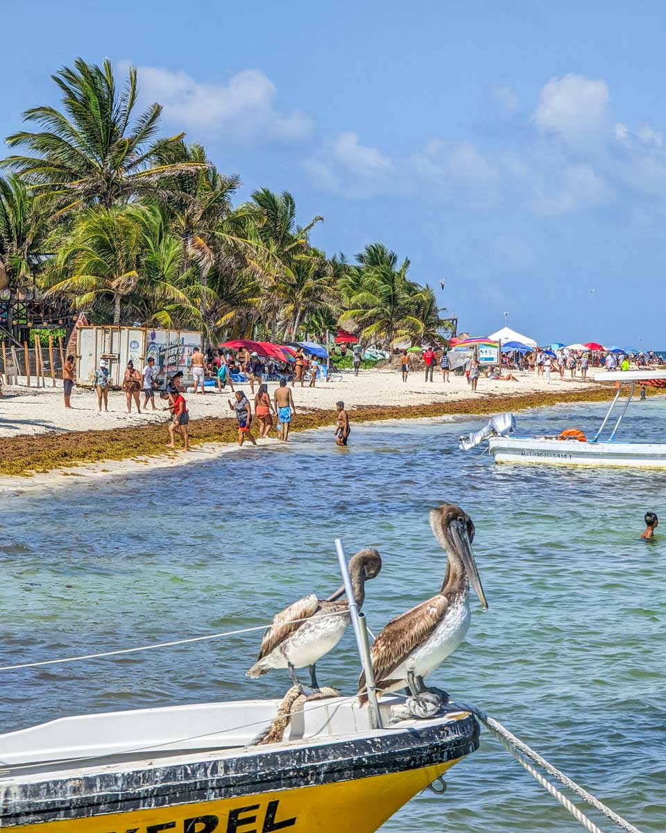 Two pelicans sit on a boat in Puerto Morelos, Mexico