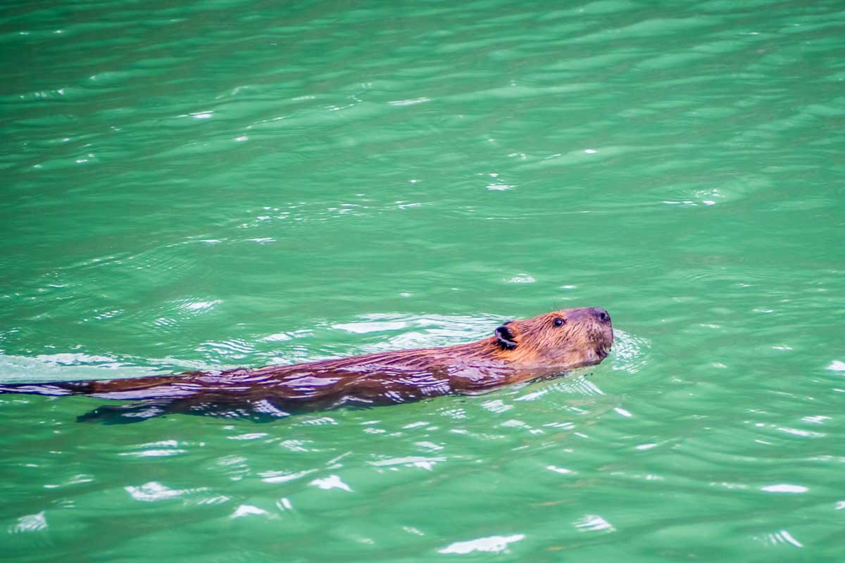 Beaver watching in Ushuaia