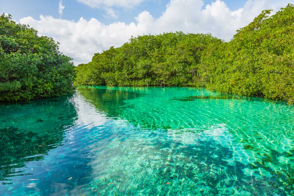A view of the mangroves at Casa Cenote near Tulum, Mexico