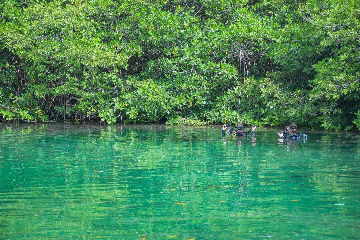 People scuba dive in Cenote Carwash, Tulum, Mexico