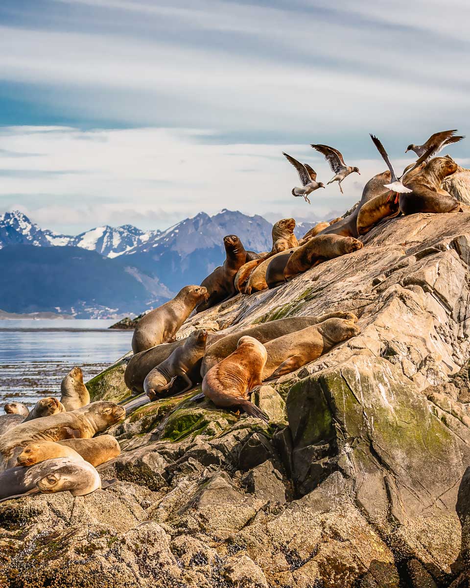Seals on an island on a cruise through the Beagle Channel from Ushuaia, Argentina 