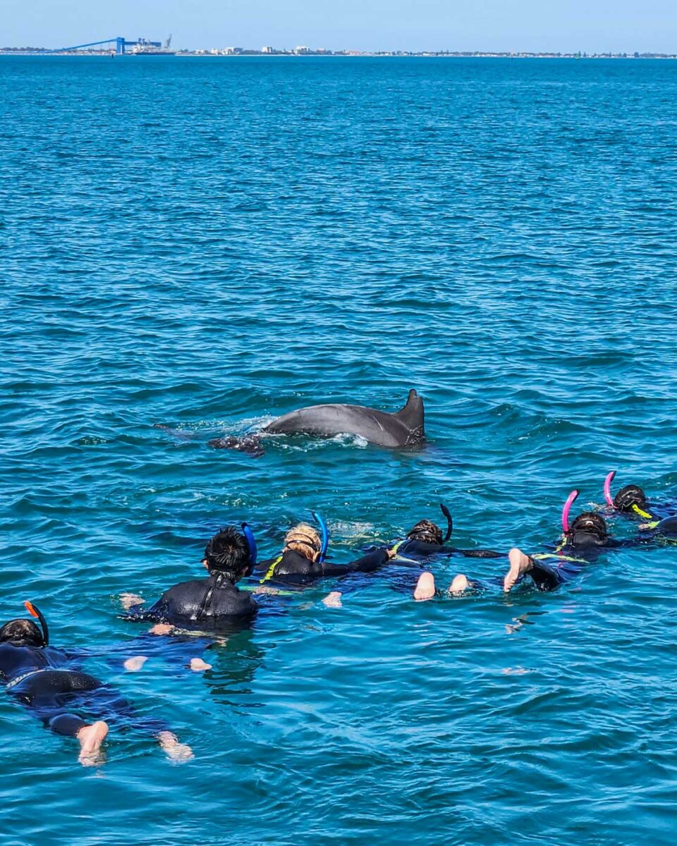 A dolphin swims in front of a group on a dolphin tour in Perth