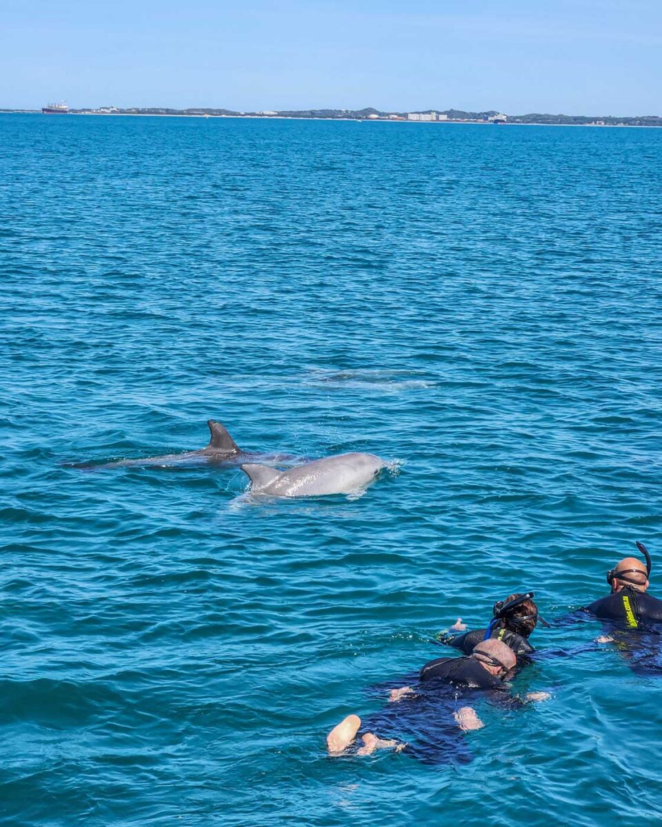 A group of people from the tour swim with wild dolphins in Perth, WA (2)