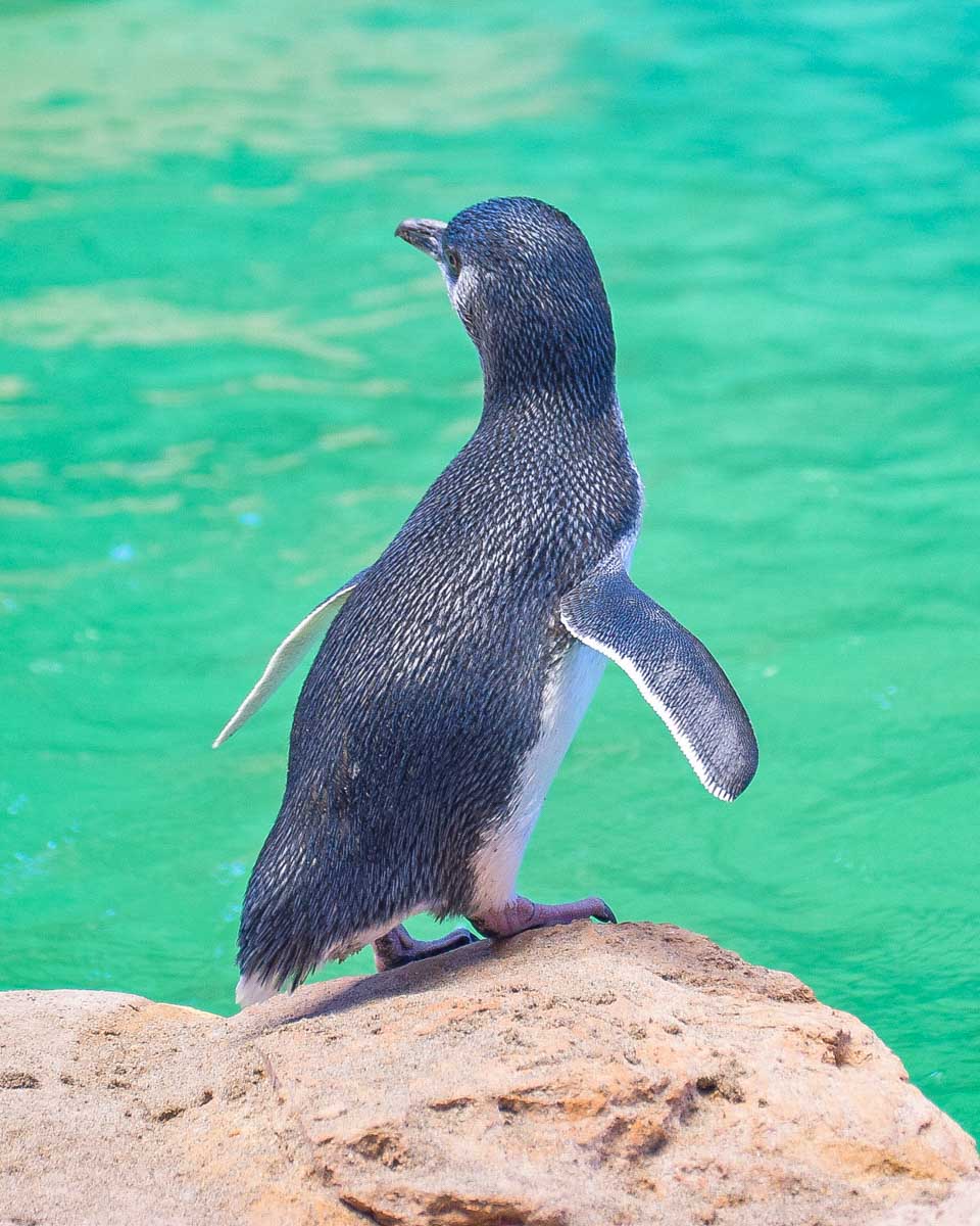 A rescued penguin on Penguin Island, Perth