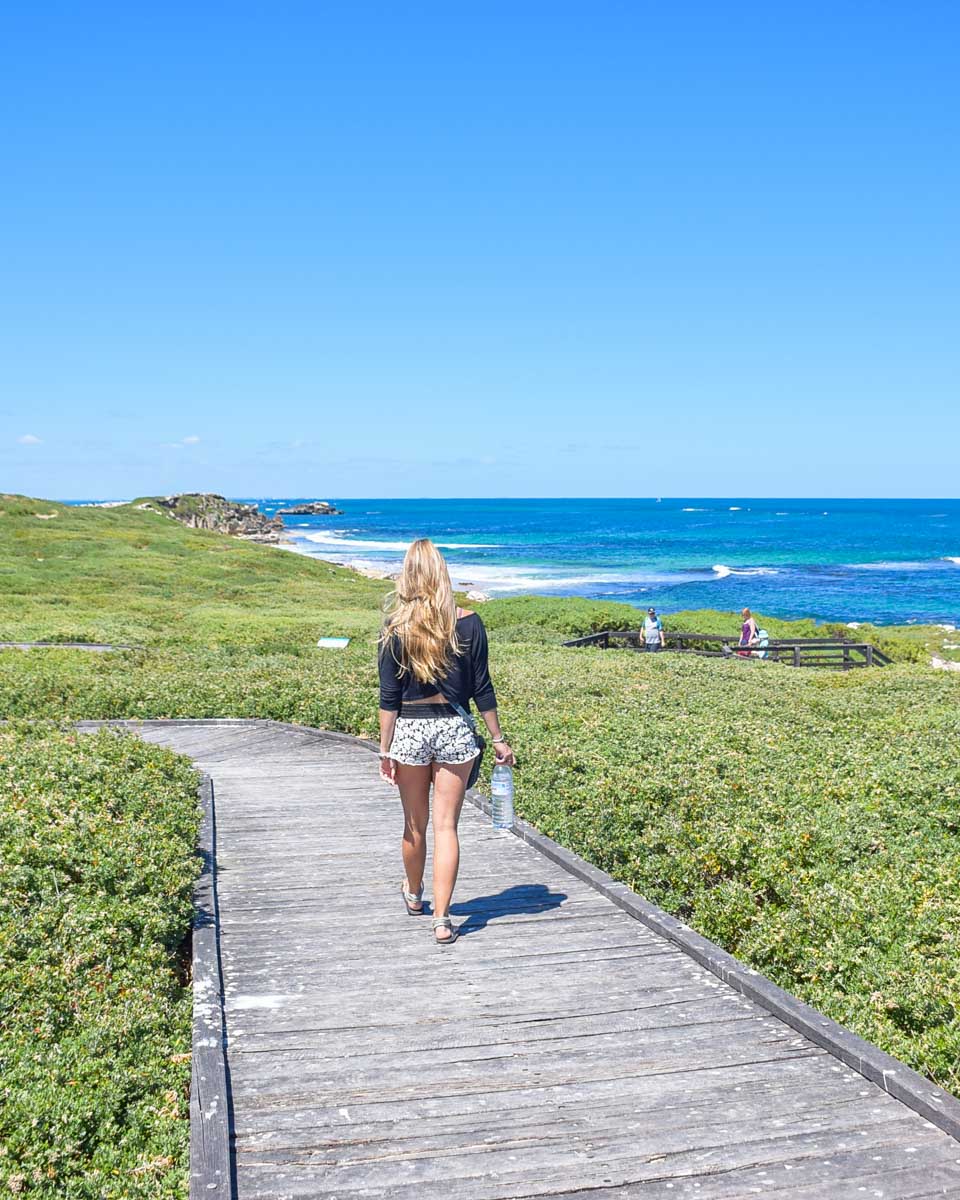 Bailey walks along a boardwalk on Penguin Island, Perth