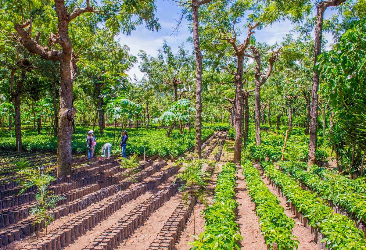 Coffee plantation near Antigua Guatemala