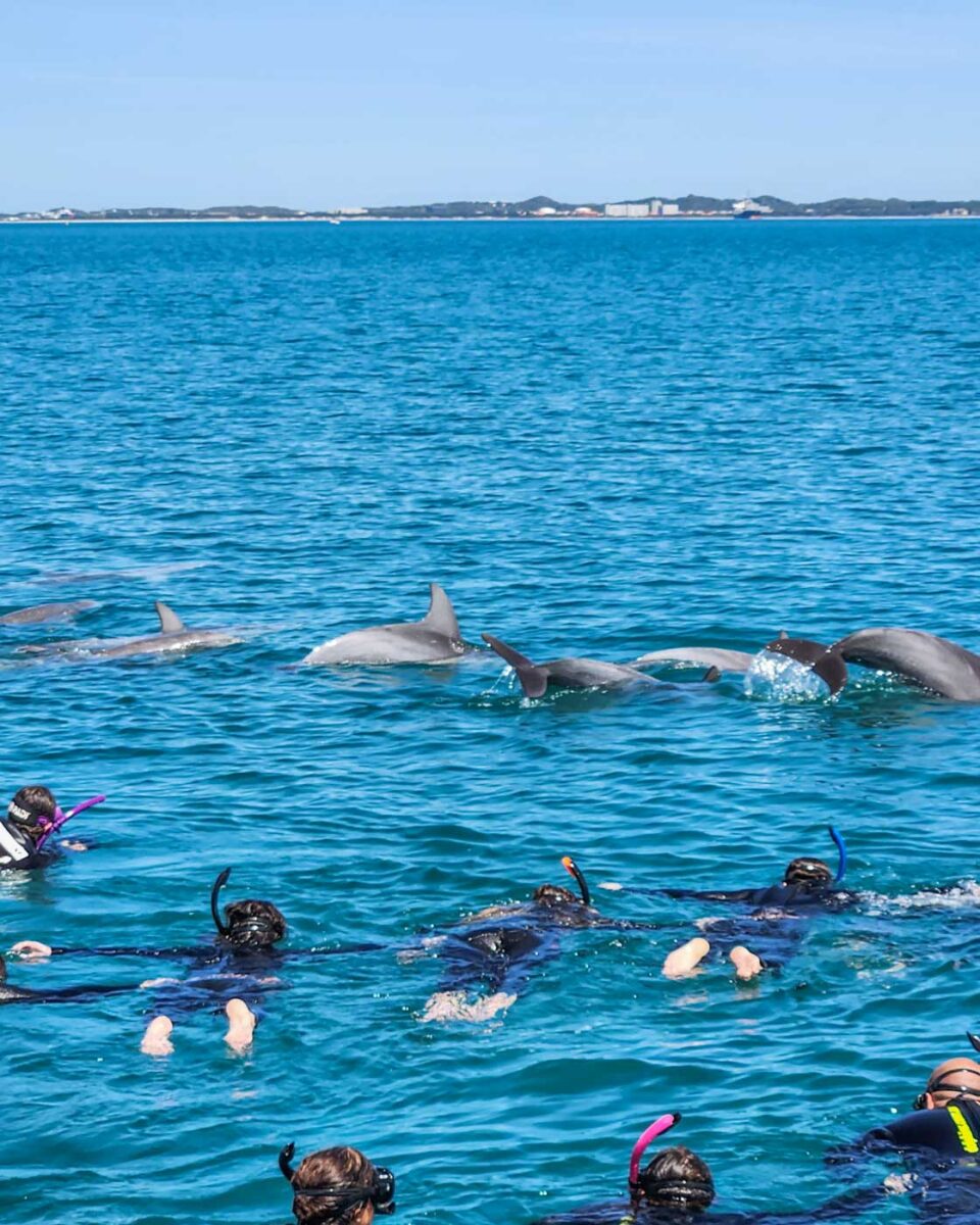 Five dolphins swim in front of a group of swimmers in Perth