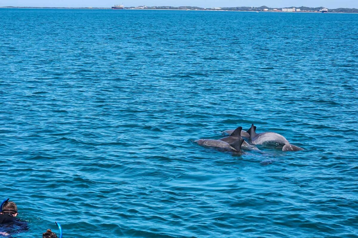 Four dolphins swim in the water near our dolphin swim boat