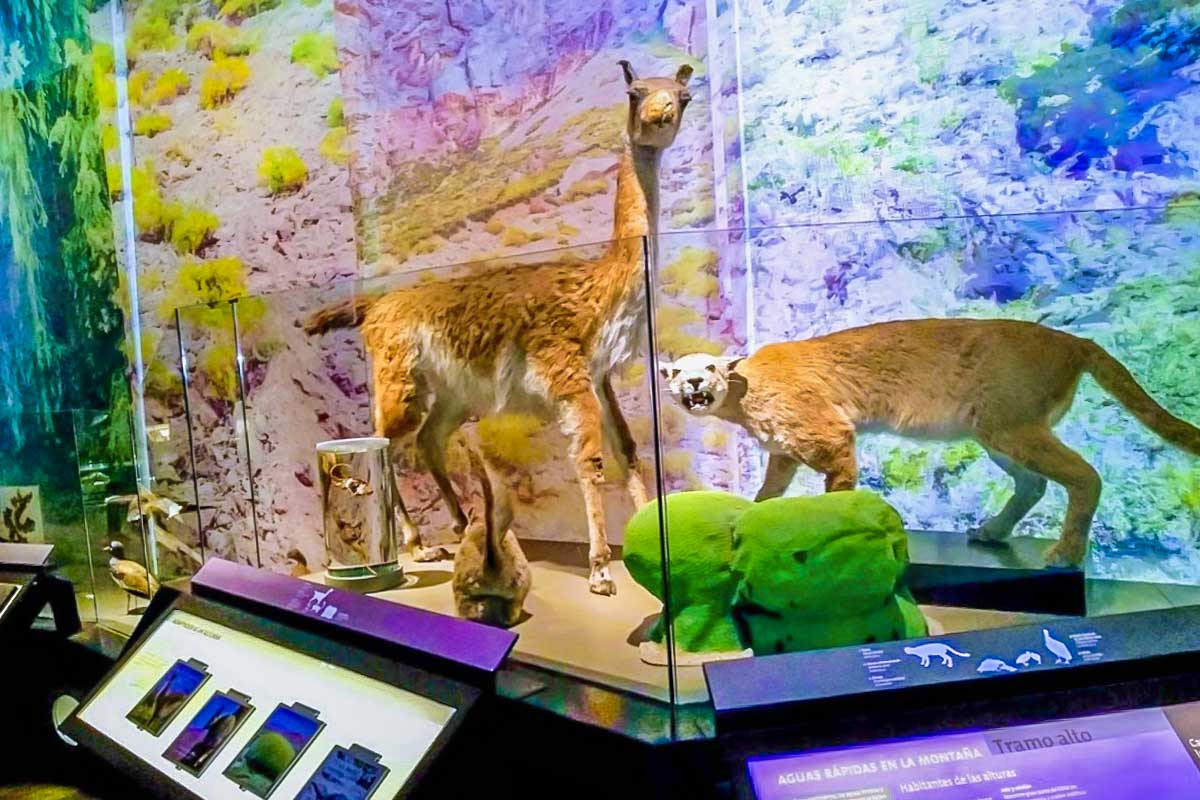 A display at the Natural History Museum in Valparaiso, Chile