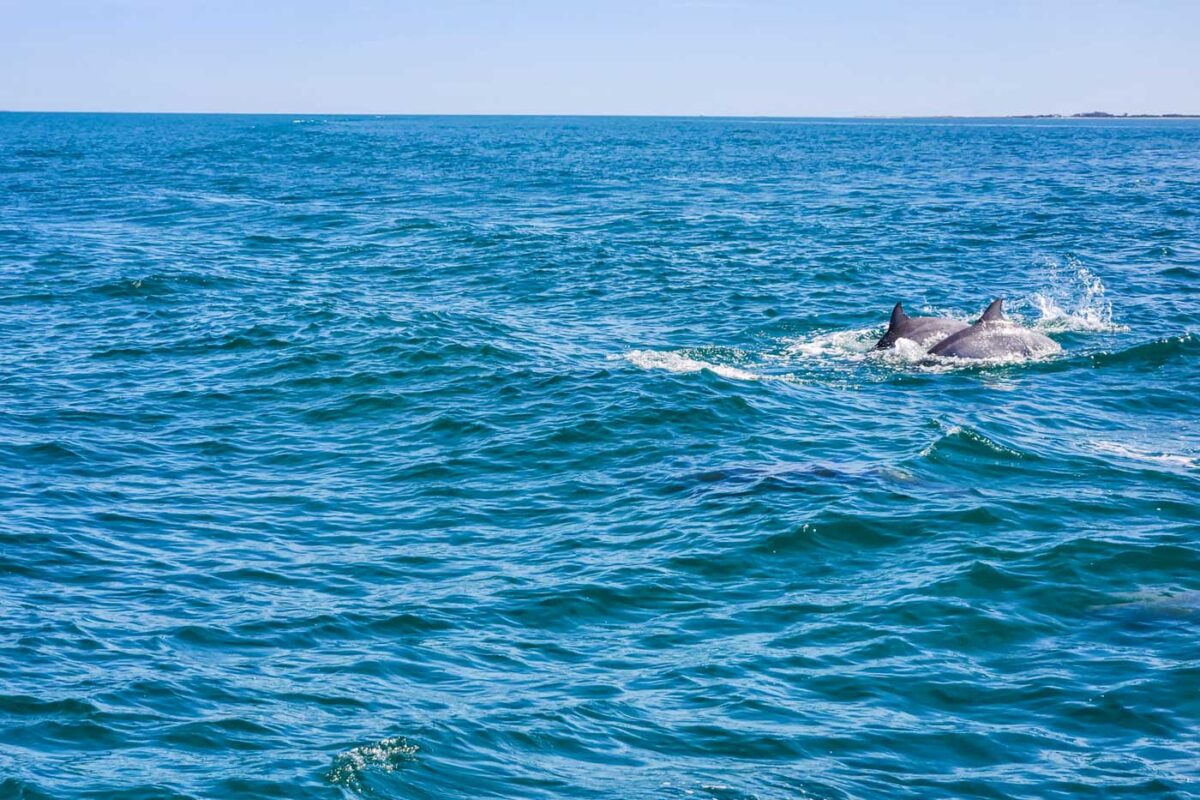 Two dolphins swim beside our boat on the dolphin swim in Perth