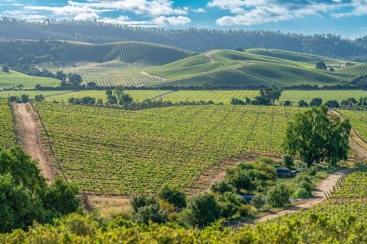 Vast vineyards in the Casablanca Valley in Chile