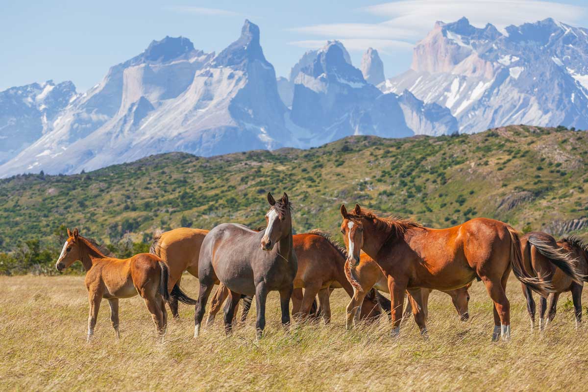 Wild horses in Torres del Paine NP
