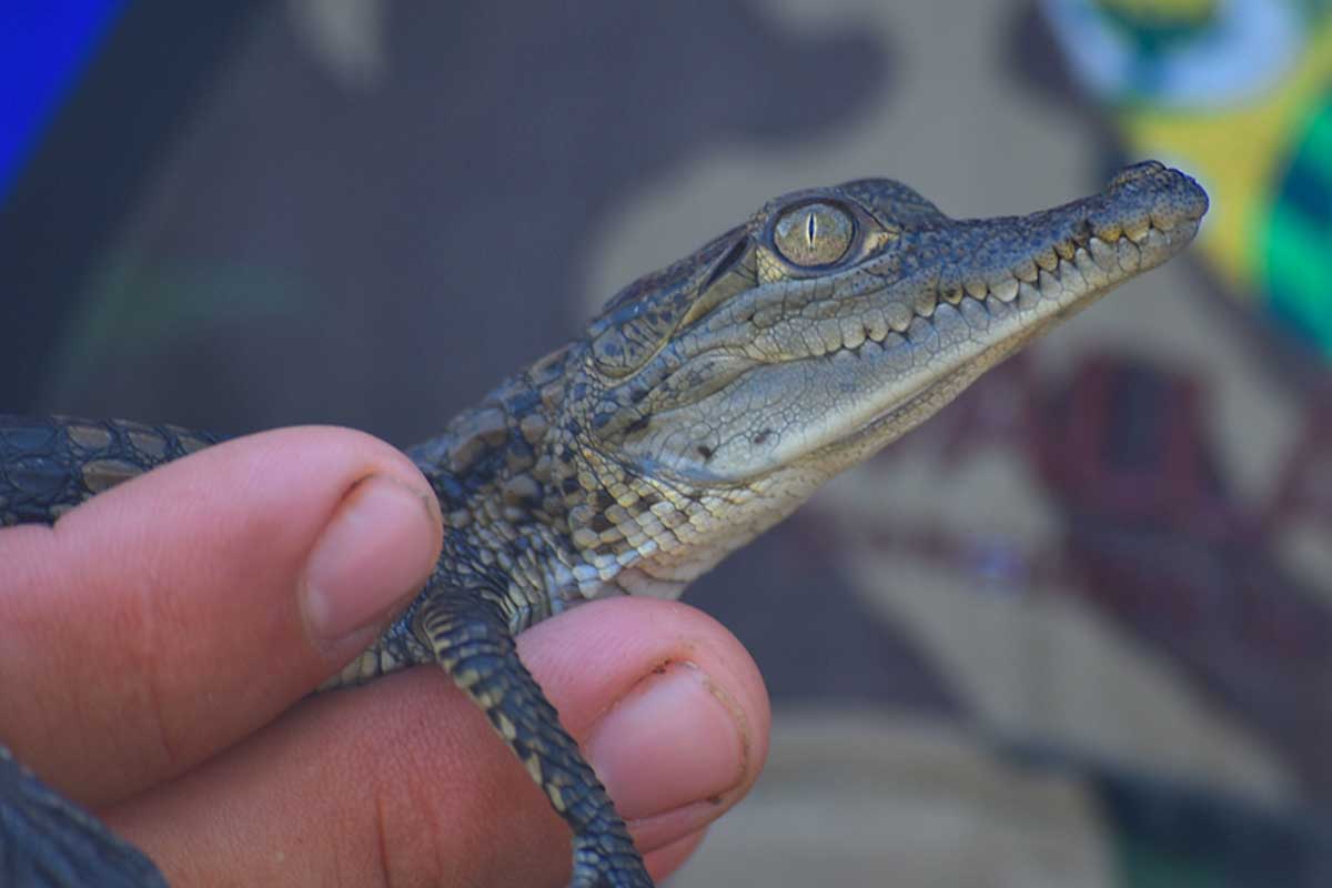 Zoologico Valladolid, Mexico