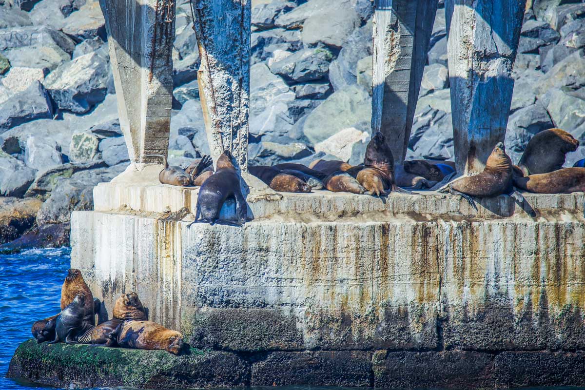 sea lions at Playa Caleta Portales on the pier