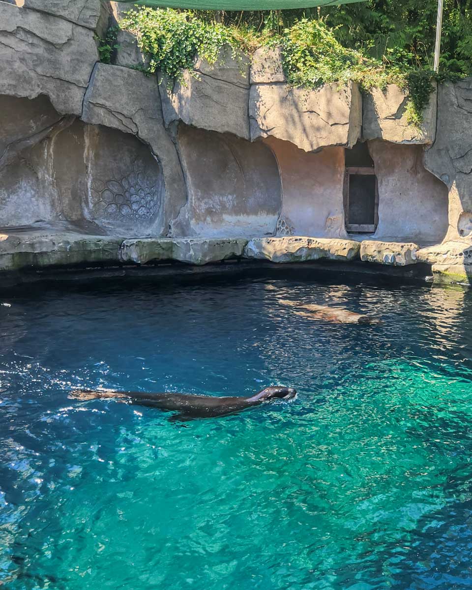A seal at the Vancouver Aquarium