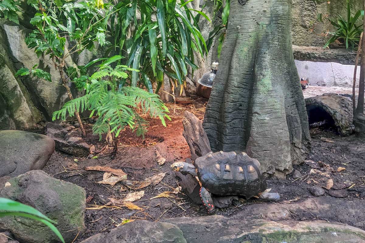 A tortoise at the Vancouver Aquarium in the tropics section