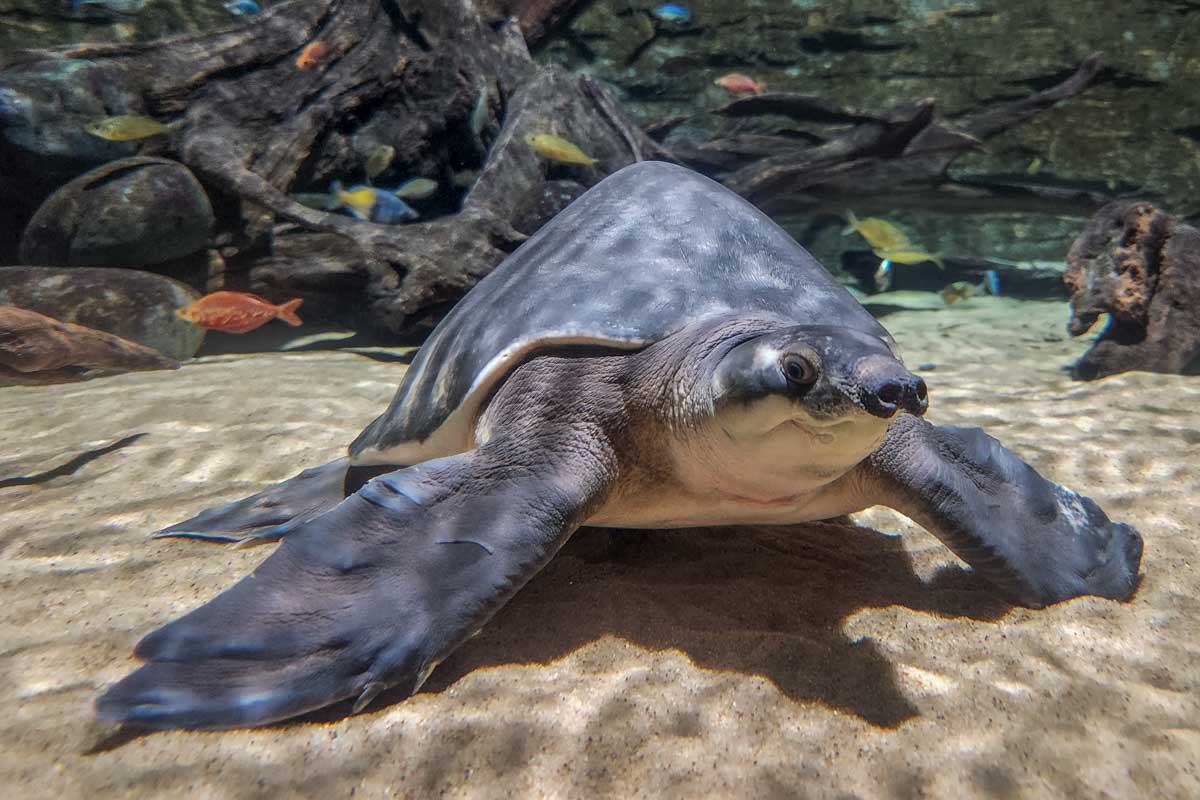 A turtle in the Vancouver Aquarium