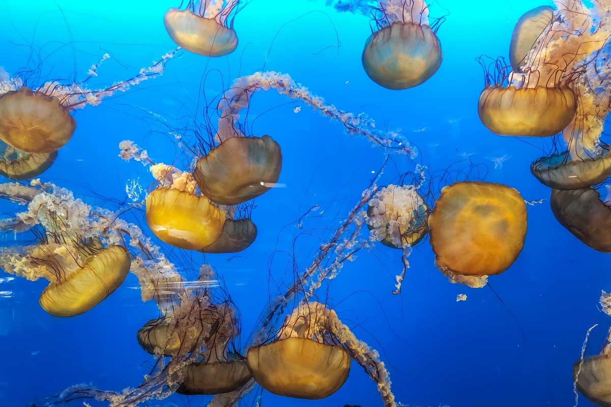 Jelly fish in a display at the Vancouver Aquarium, Canada