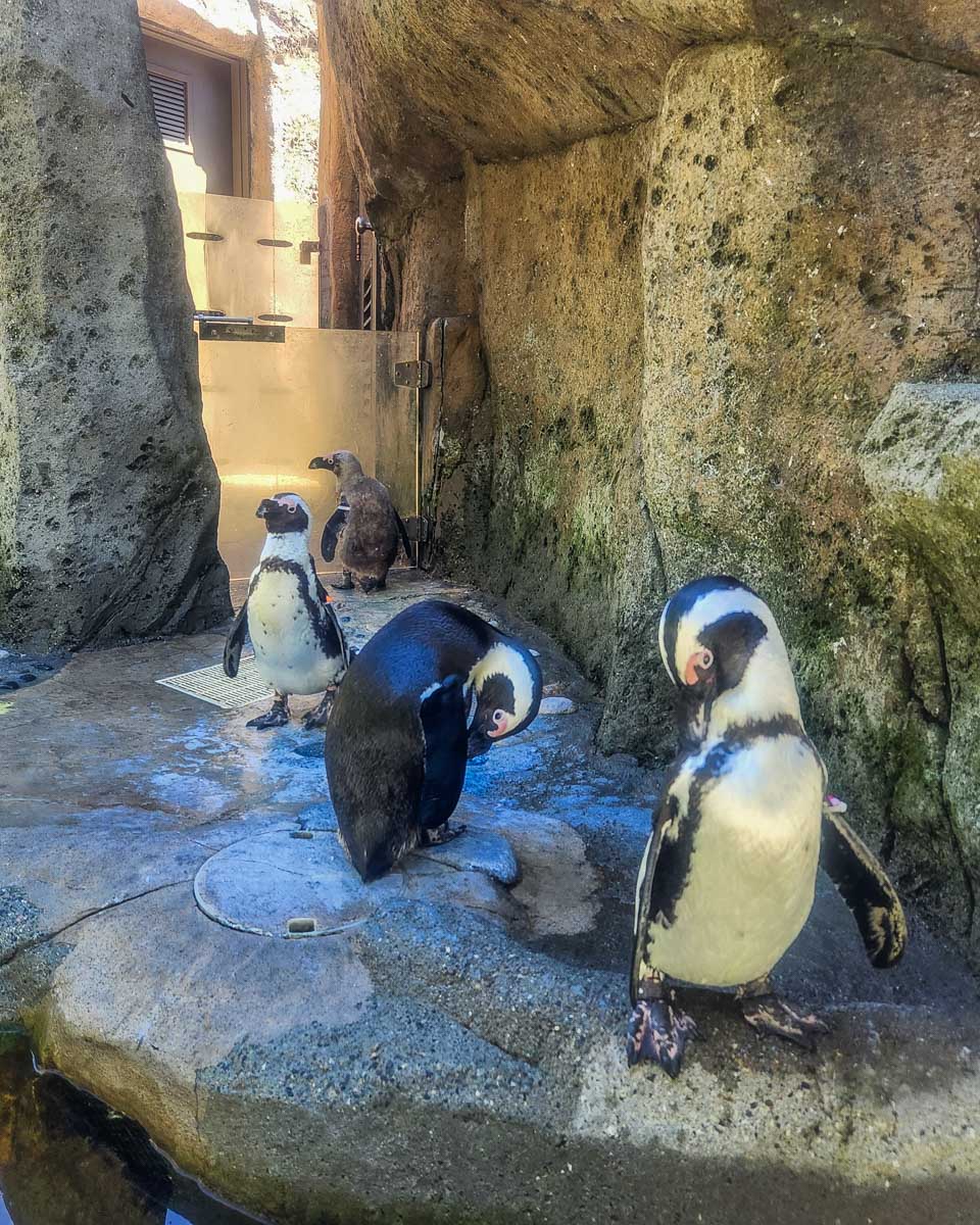 Penguins at the Vancouver Aquarium