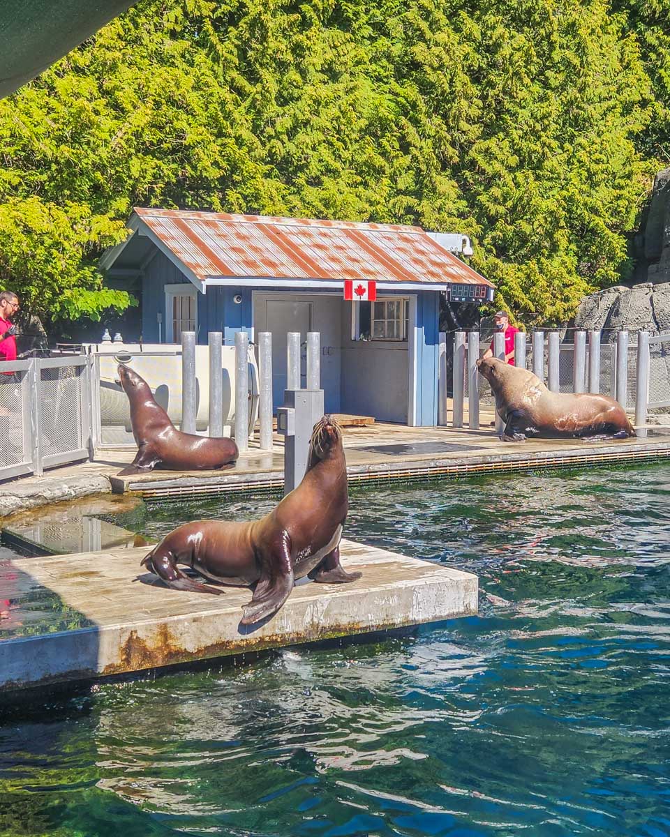 Seals during a show at the Vancouver Aquarium