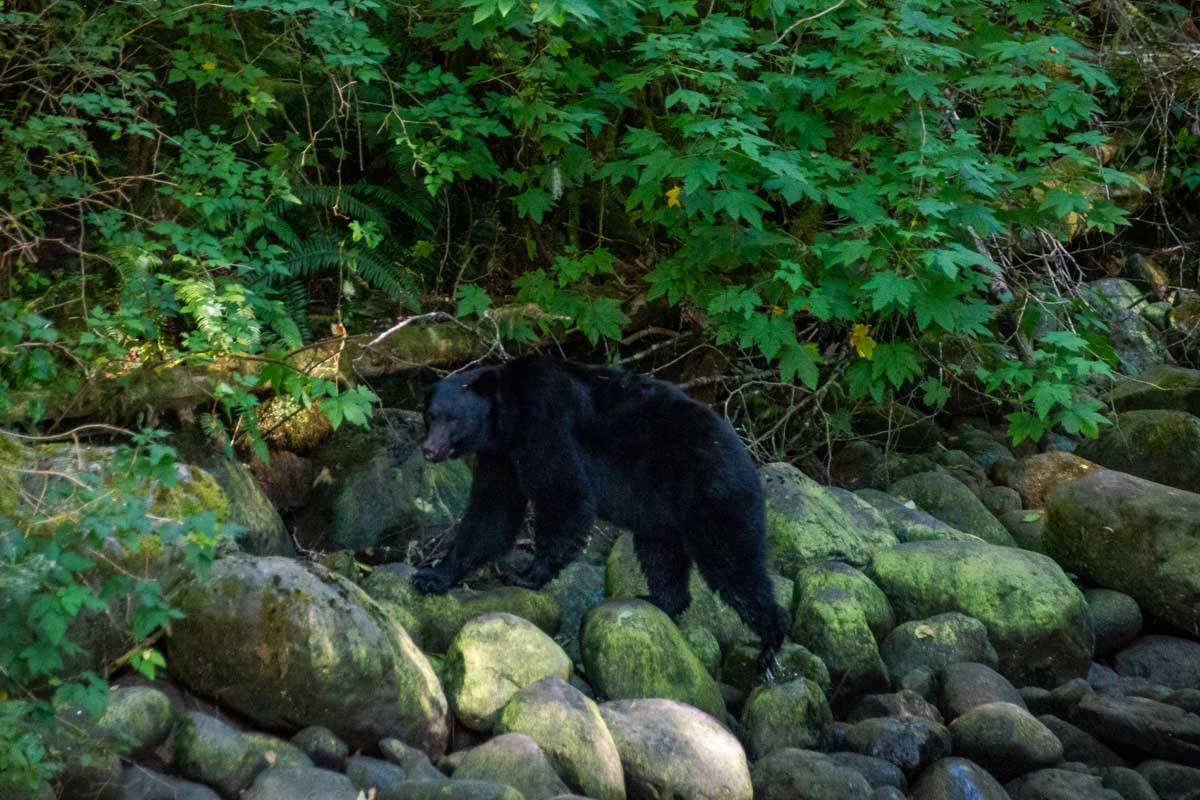 A bear at the Thornton Creek Fish Hatchery near Tofino