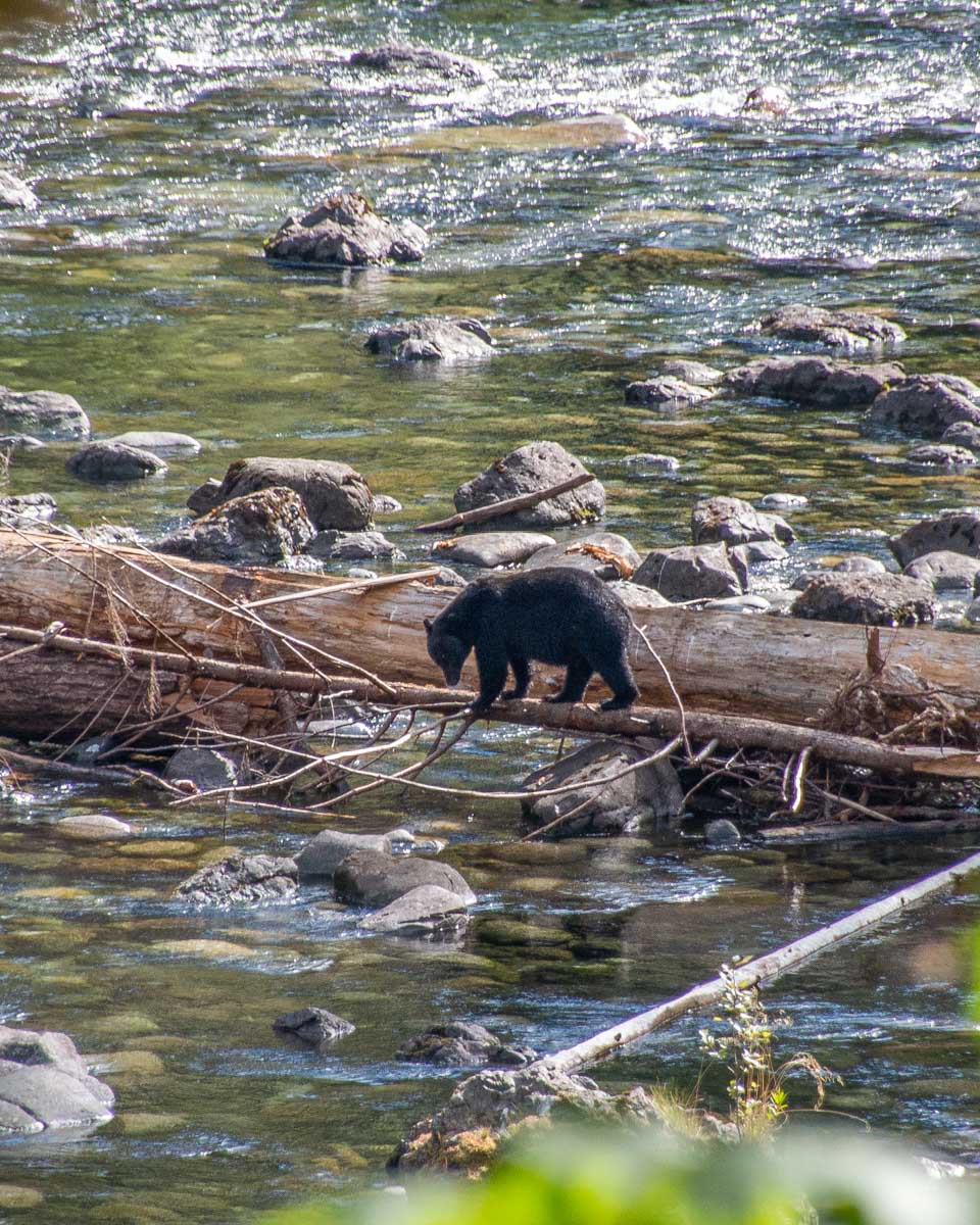 A bear hunts salmon in almon run at Stamp River Provincial Park 