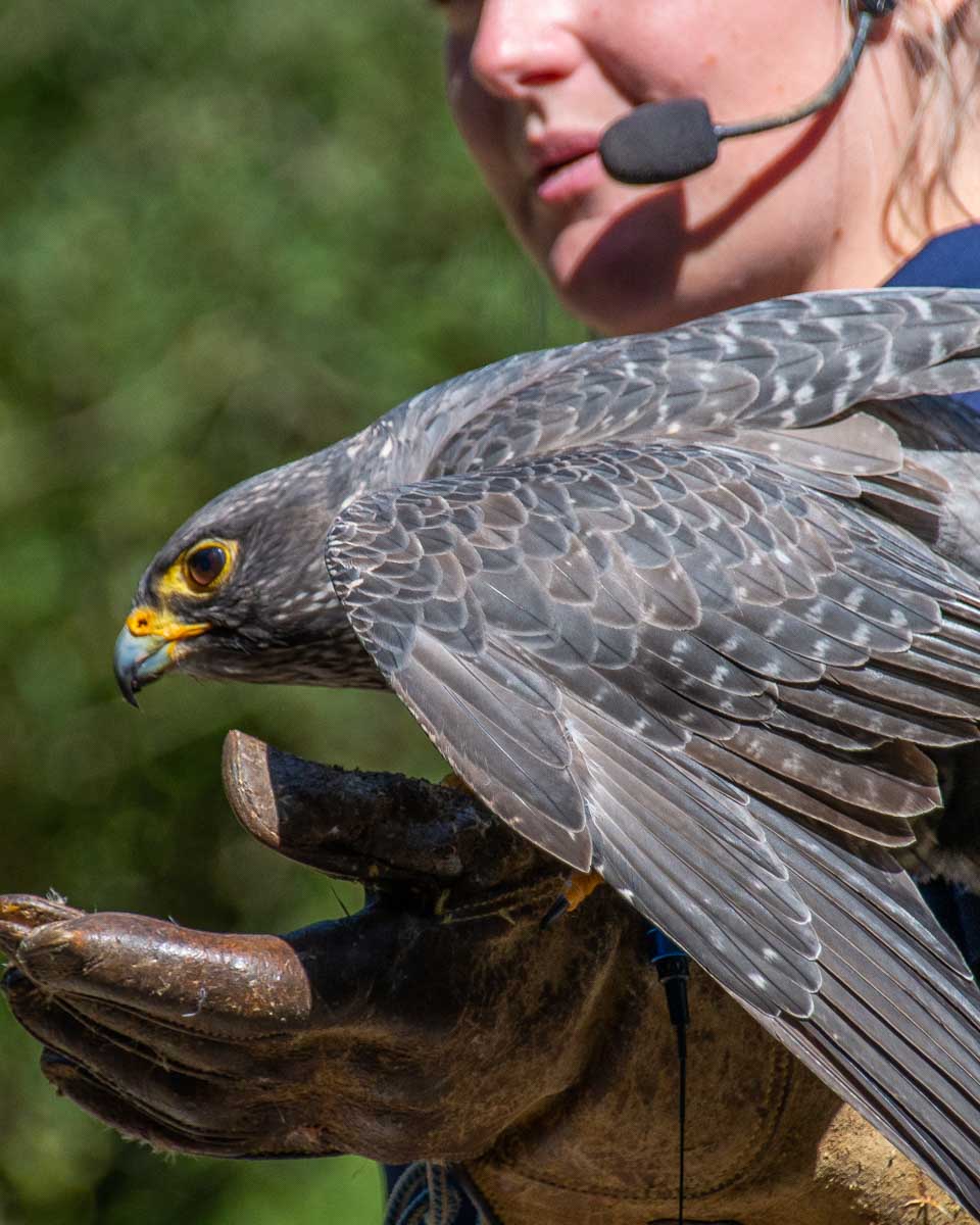 A bird with a trainer at the Pacific Northwest Raptors in Duncan, BC