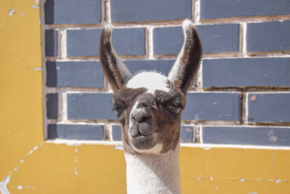 A llama in Arequipa Peru