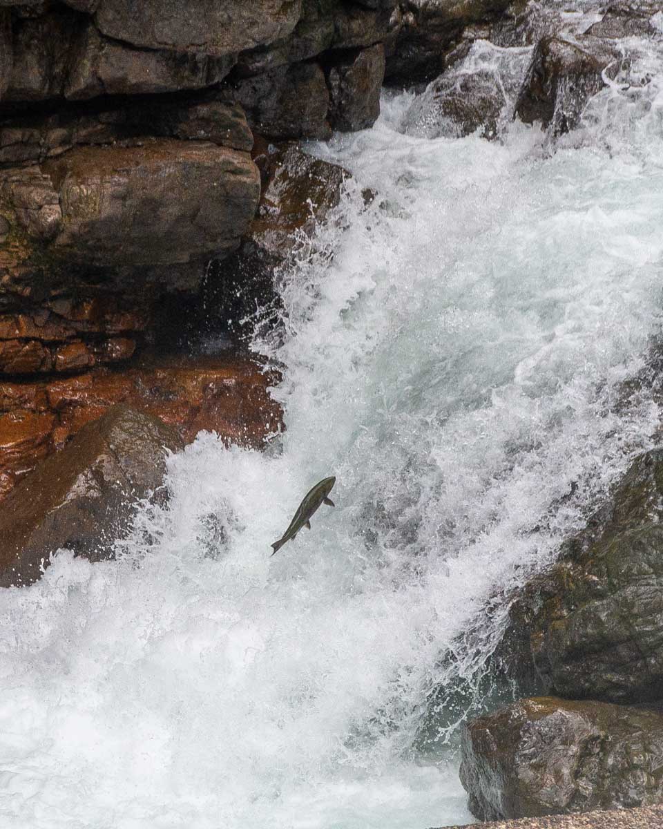 A salmon jumps up a waterfall in almon run at Stamp River Provincial Park