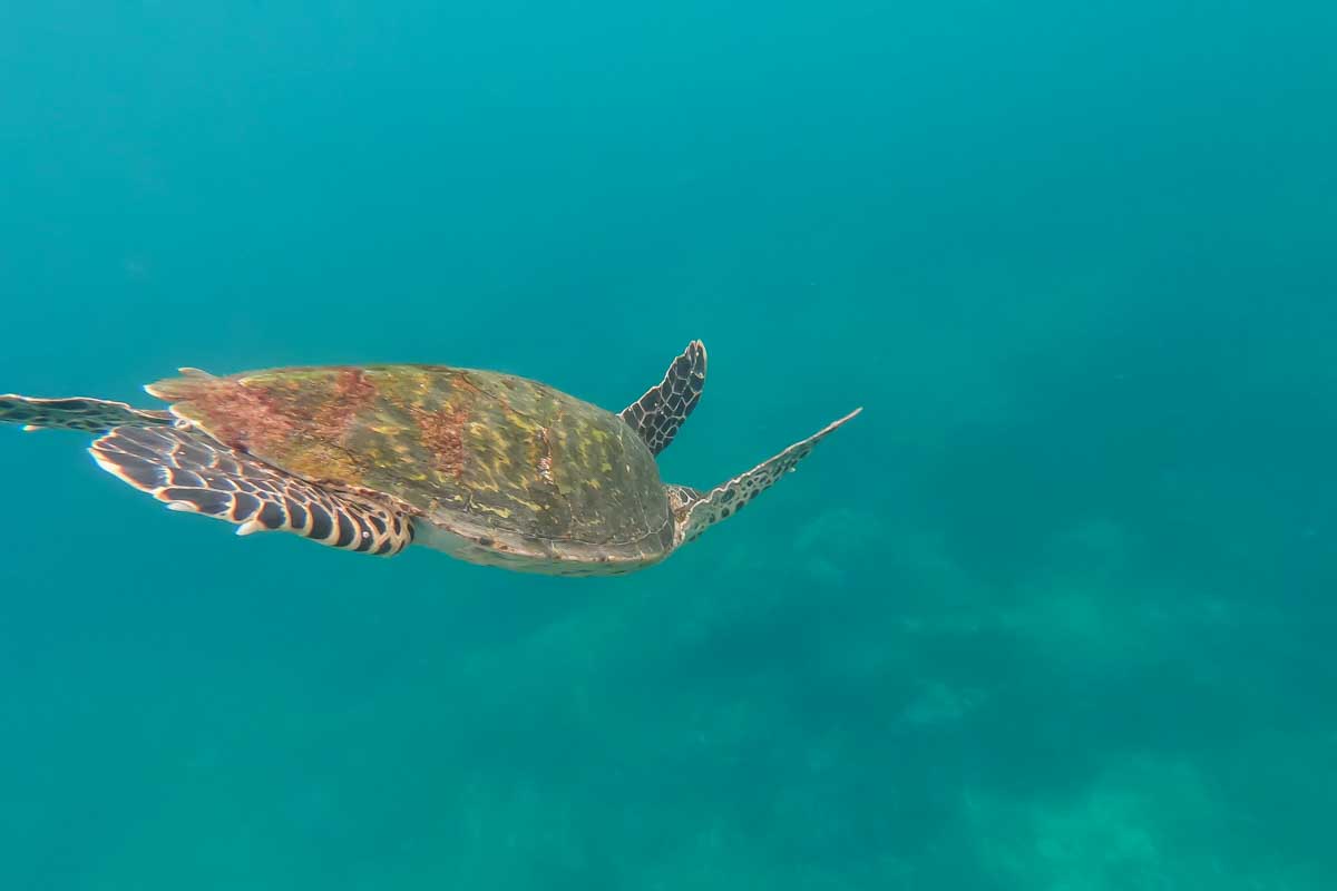 A turtle swims through the water off the coast of Exmouth, Western Australia
