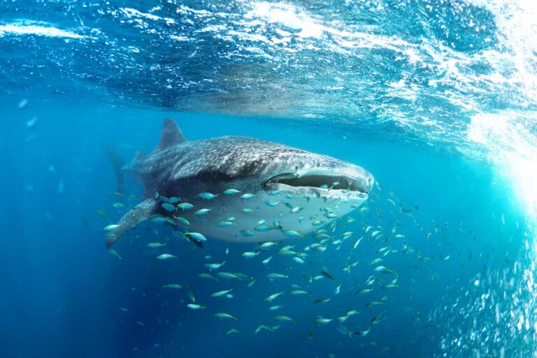 A whale shark in Exmouth Western Australia